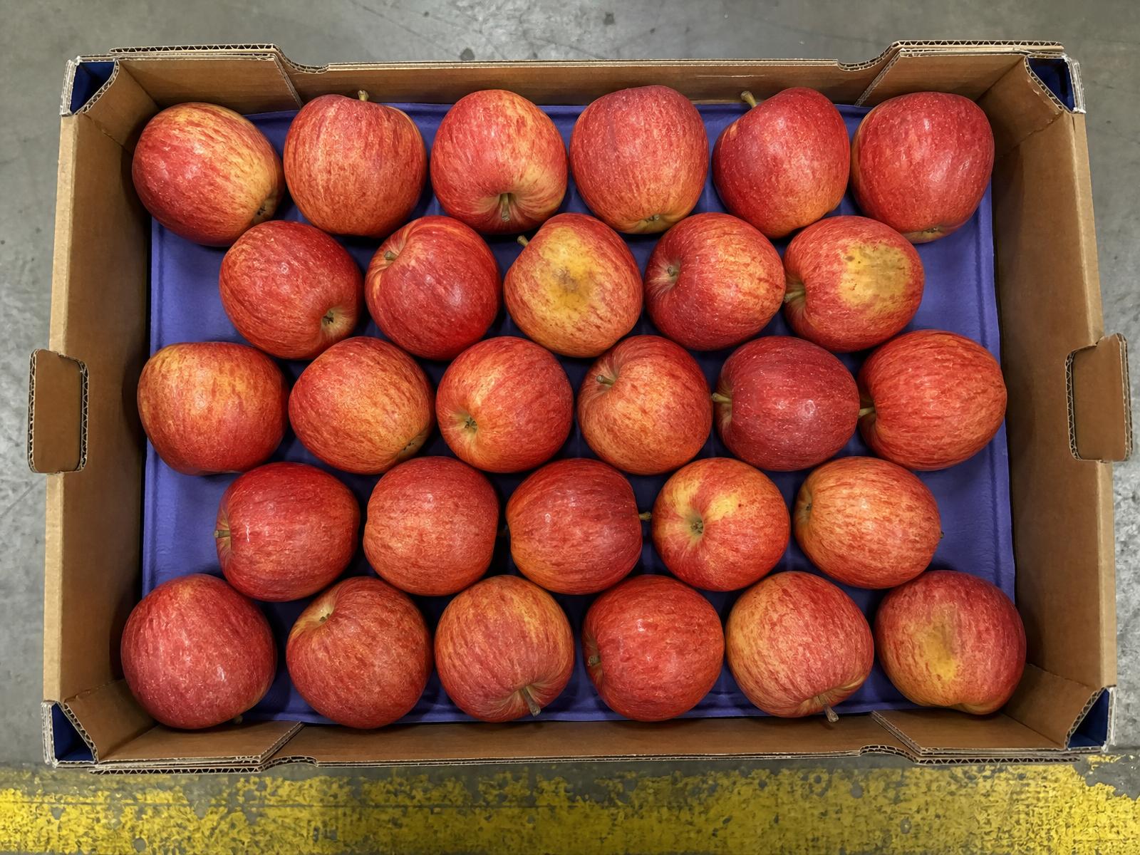 Crate of red apples shown from above, a few with light yellow-brown bruising that makes the grade a close call