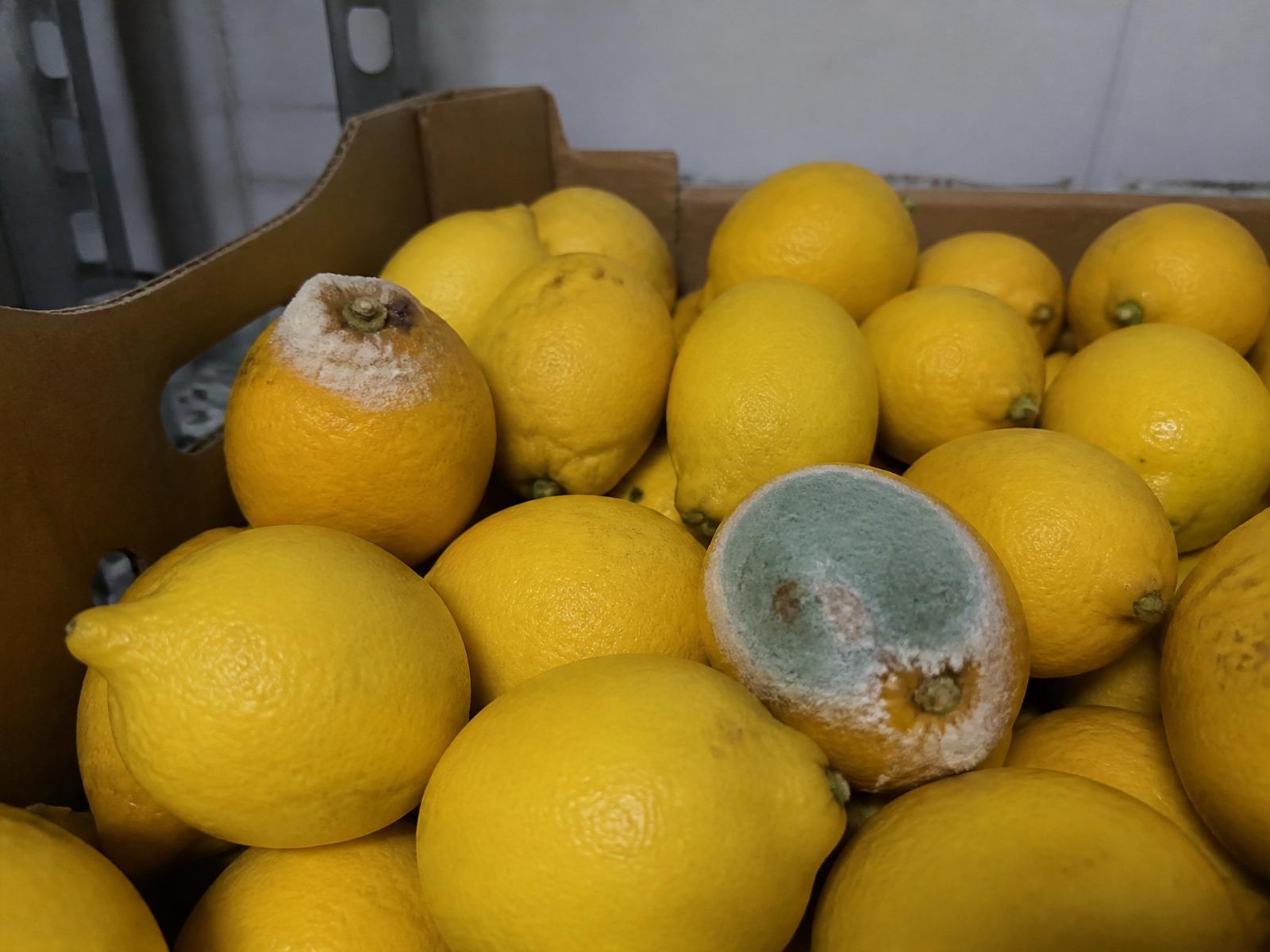 Pile of lemons with extensive blue-green mould patches covering the rind